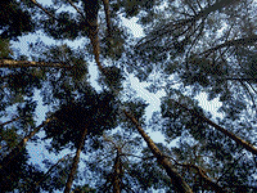 Под соснами - под соснами - предпросмотр