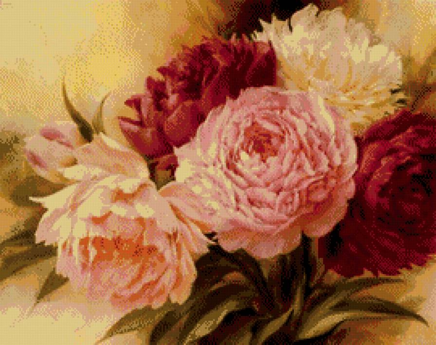 Пионы - цветы - предпросмотр