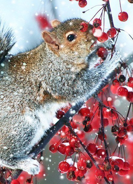 белка - оригинал