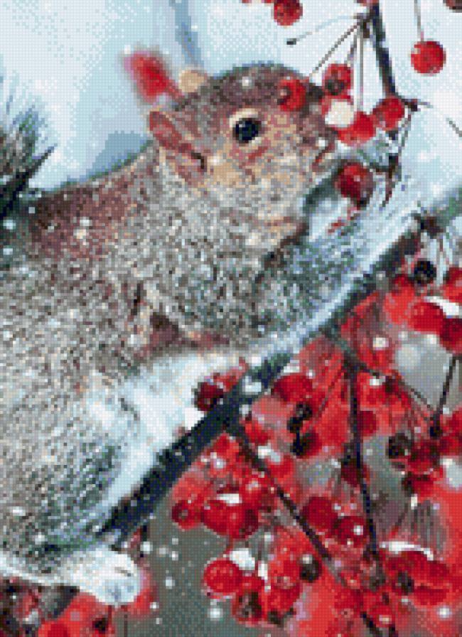 белка - предпросмотр