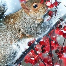 Схема вышивки «белка»