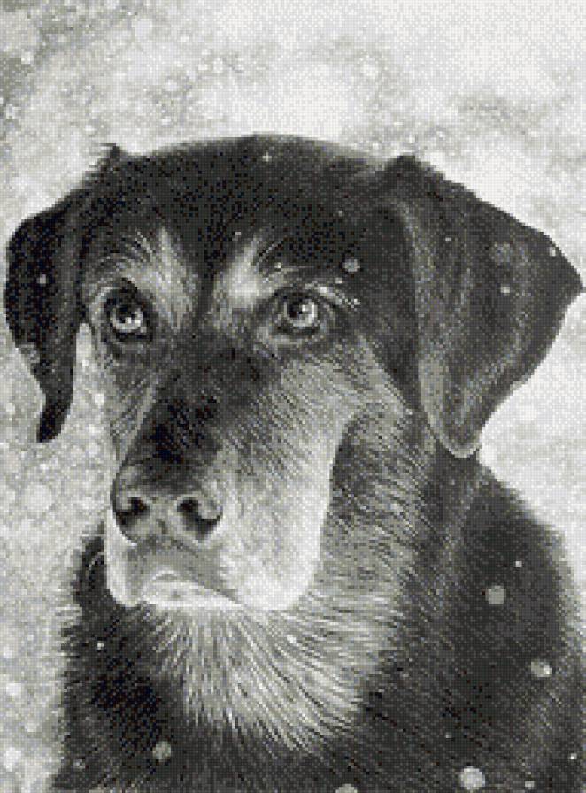 Верный друг - собаки, монохром, животные - предпросмотр