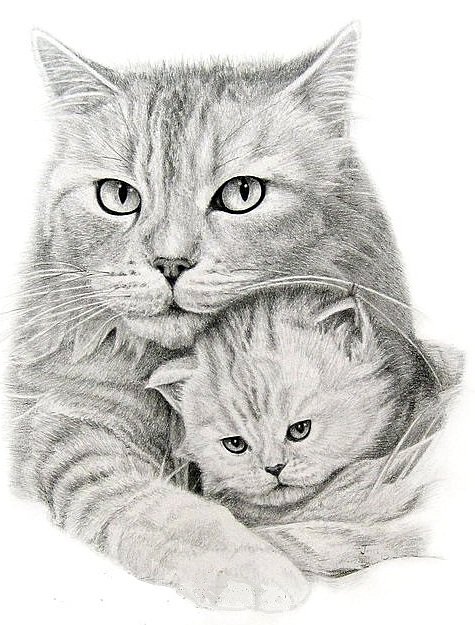 Материнство... - кошки, животные, пара, монохром, материнство, любовь - оригинал