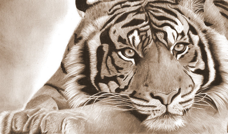 Тигр - большие кошки, животные, тигр, монохром - оригинал