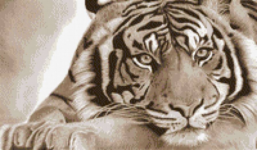 Тигр - тигр, большие кошки, монохром, животные - предпросмотр