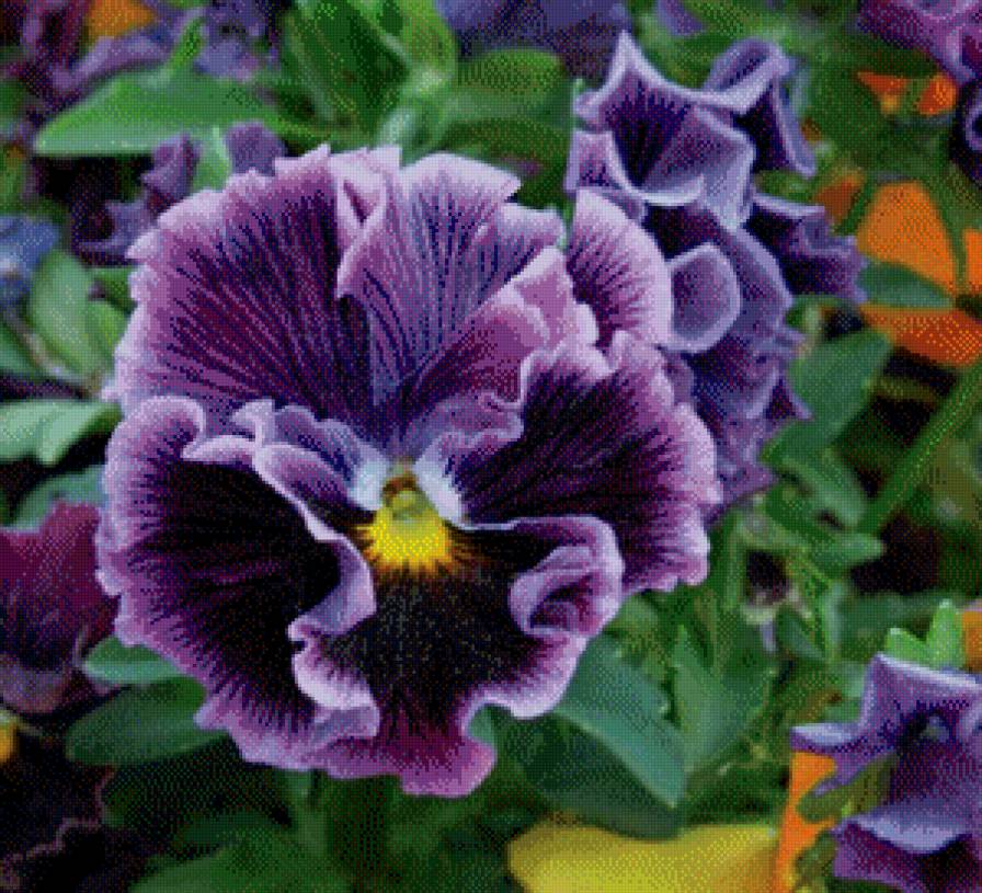 Анютины Глазки - цветы, анютины глазки - предпросмотр