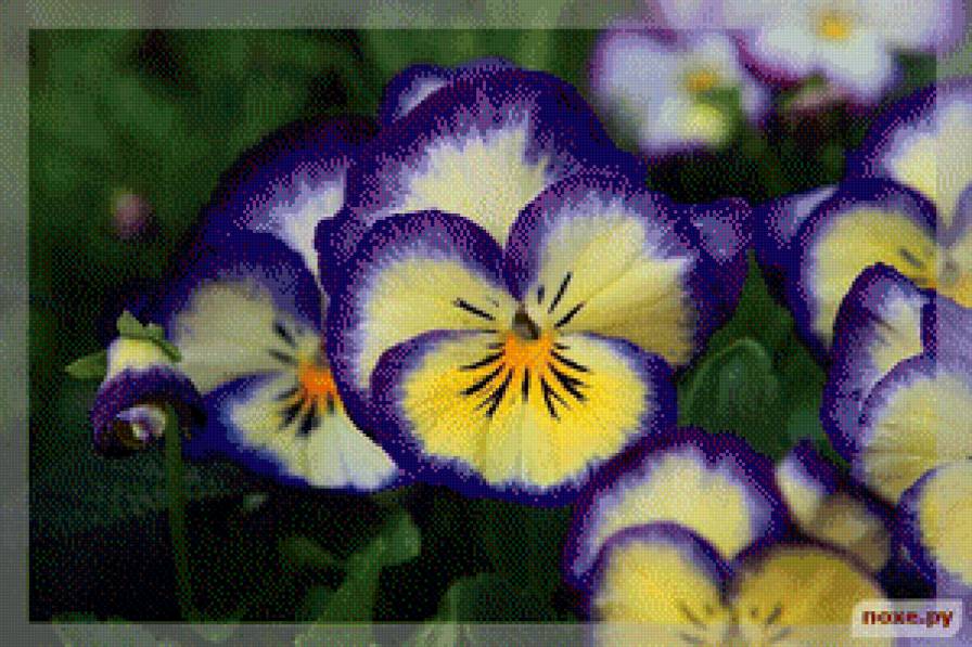 Анютины Глазки - цветы, анютины глазки - предпросмотр