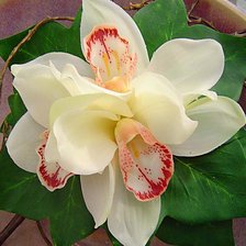 Схема вышивки «орхидея»