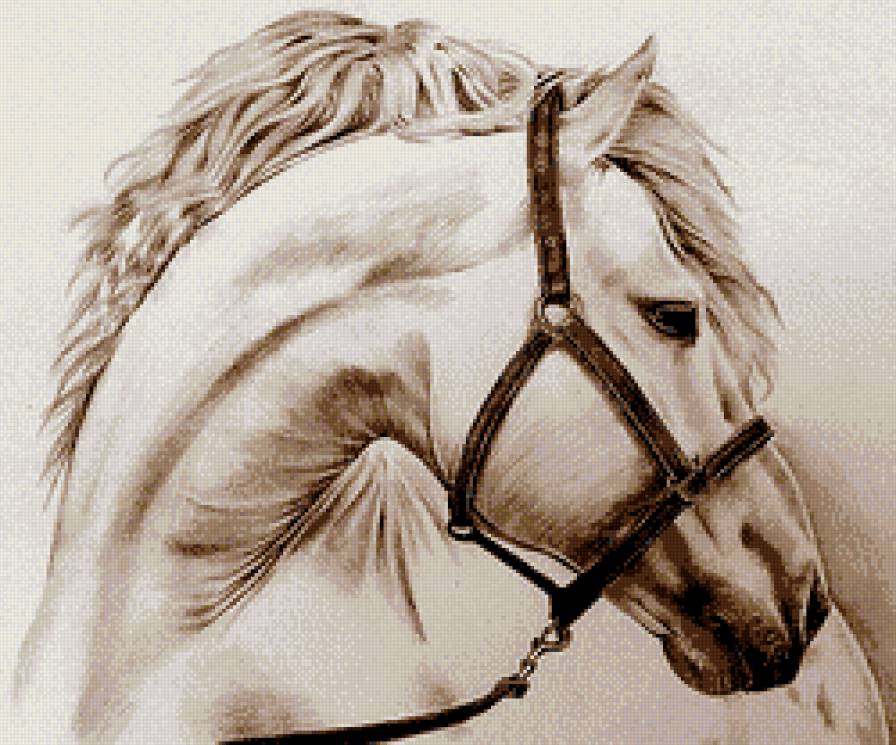 Белый конь - лошади, монохром, карандаш, живопись, животные - предпросмотр