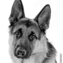 Схема вышивки «Овчарка»