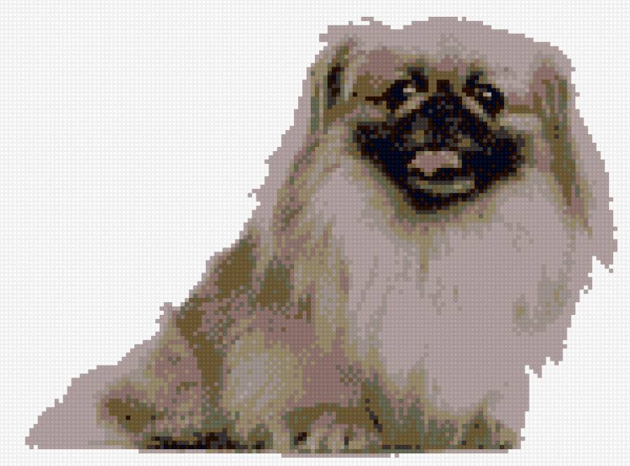 пекинес - предпросмотр