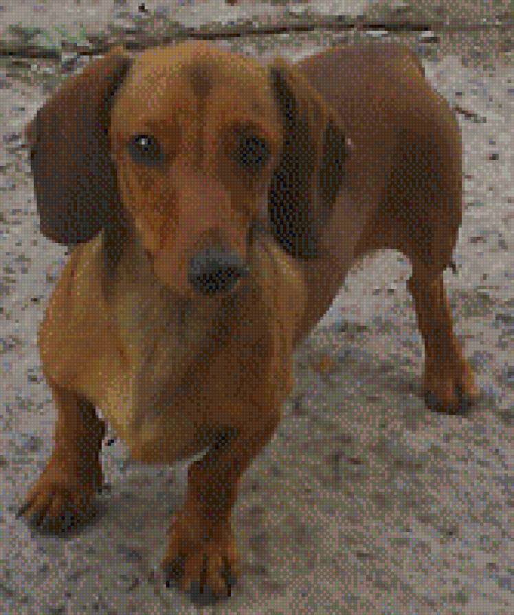 такса Лаки - предпросмотр