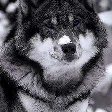 Схема вышивки «Волк»