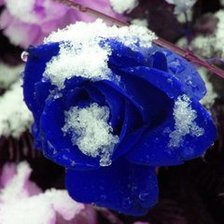 Оригинал схемы вышивки «Розы на снегу» (№527811)