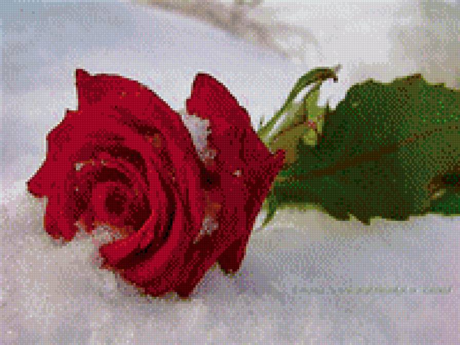 Розы на снегу - зима, розы, цветы, снег - предпросмотр