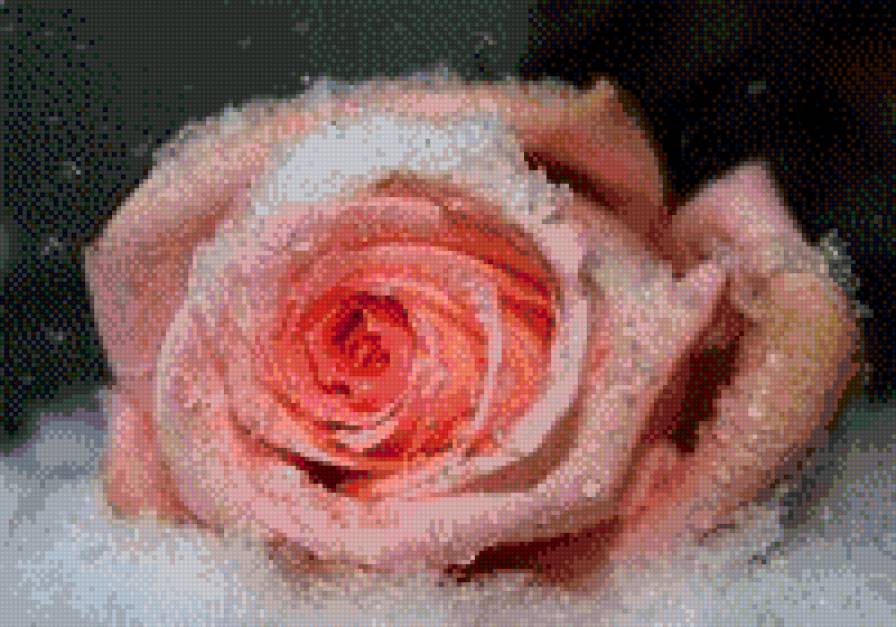 Розы на снегу - зима, розы, снег, цветы - предпросмотр