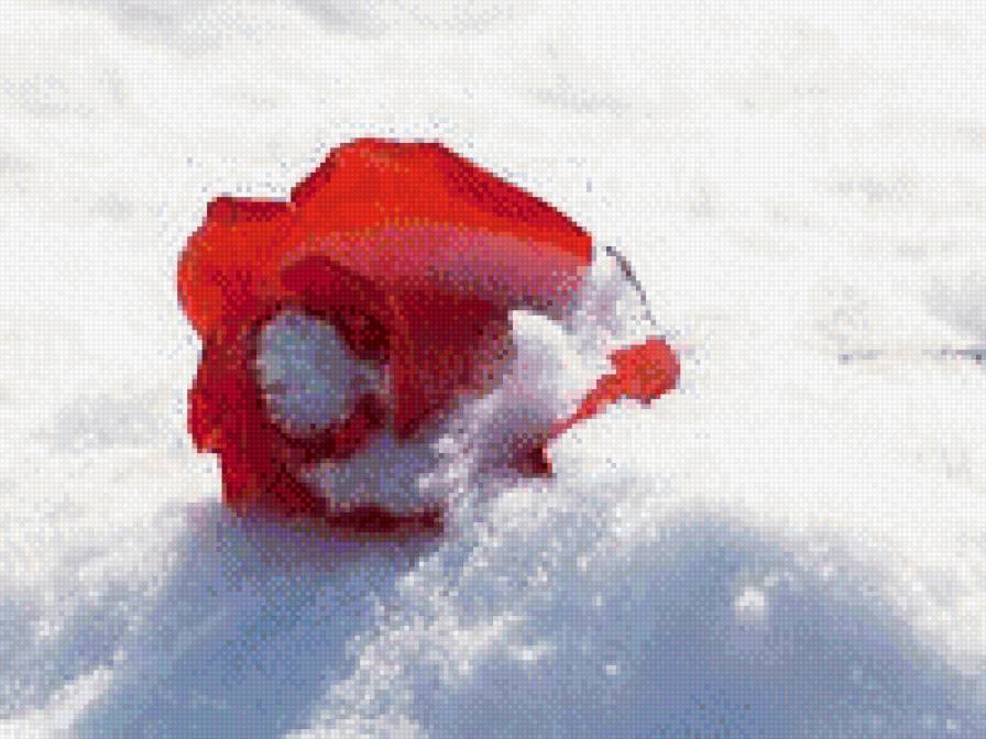 Розы на снегу - снег, цветы, розы, зима - предпросмотр