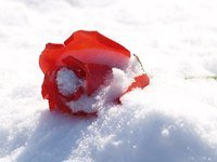 Оригинал схемы вышивки «Розы на снегу» (№527817)