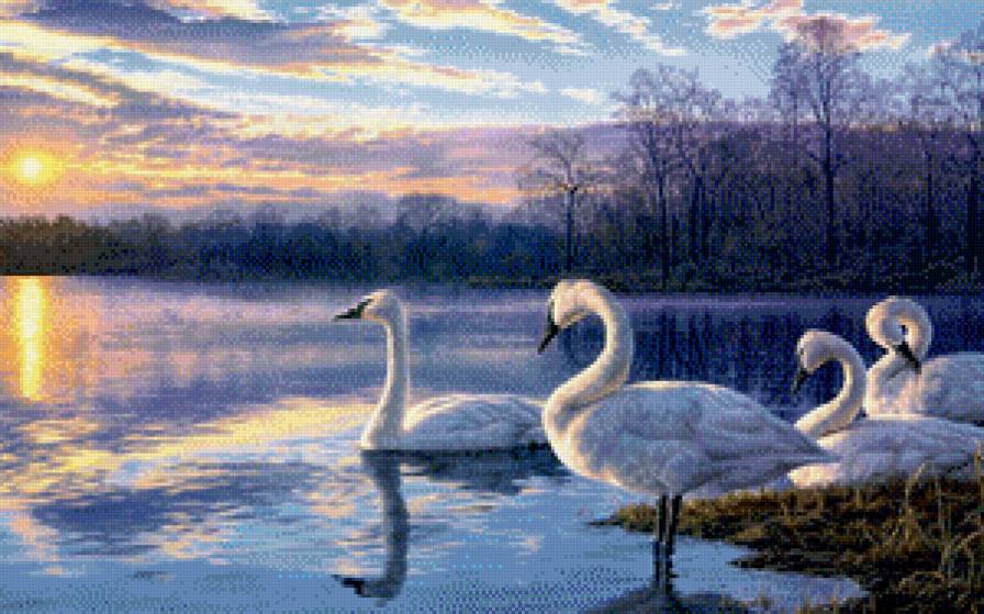 лебеди на закате - озеро, закат, лебеди - предпросмотр
