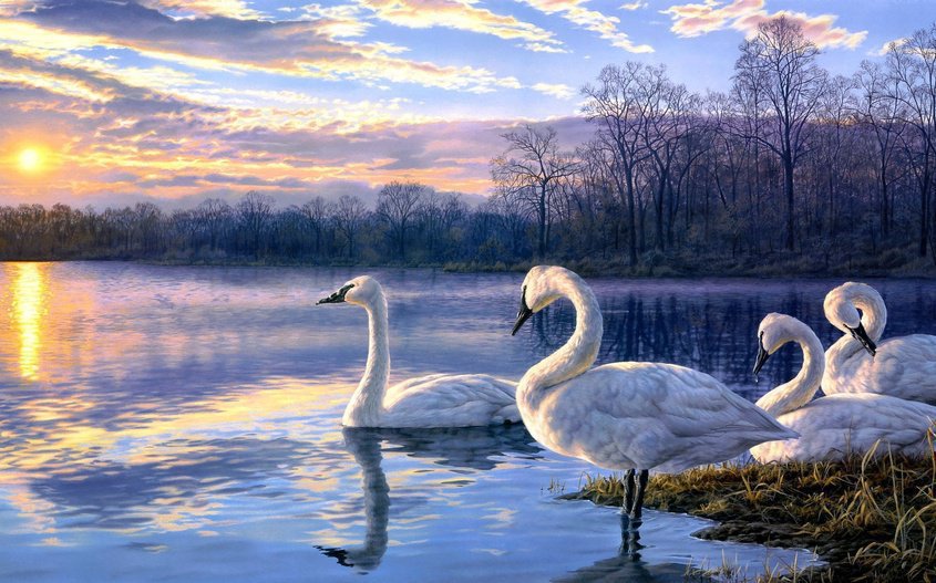 лебеди на закате - закат, озеро, лебеди - оригинал