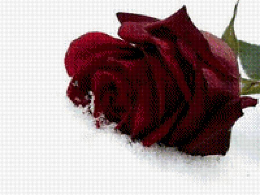 Розы на снегу - зима, розы, снег, цветы - предпросмотр