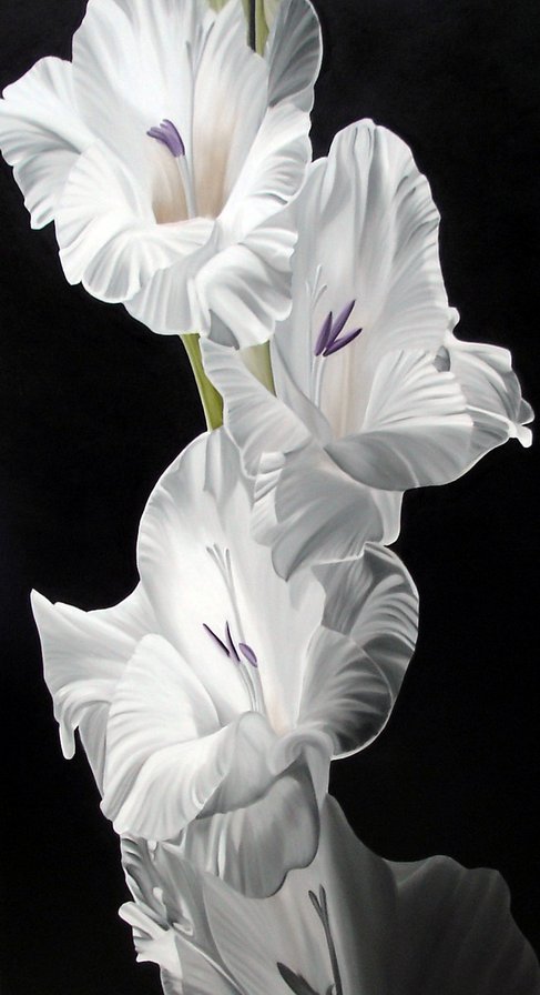 №528129 - цветы, на черном - оригинал