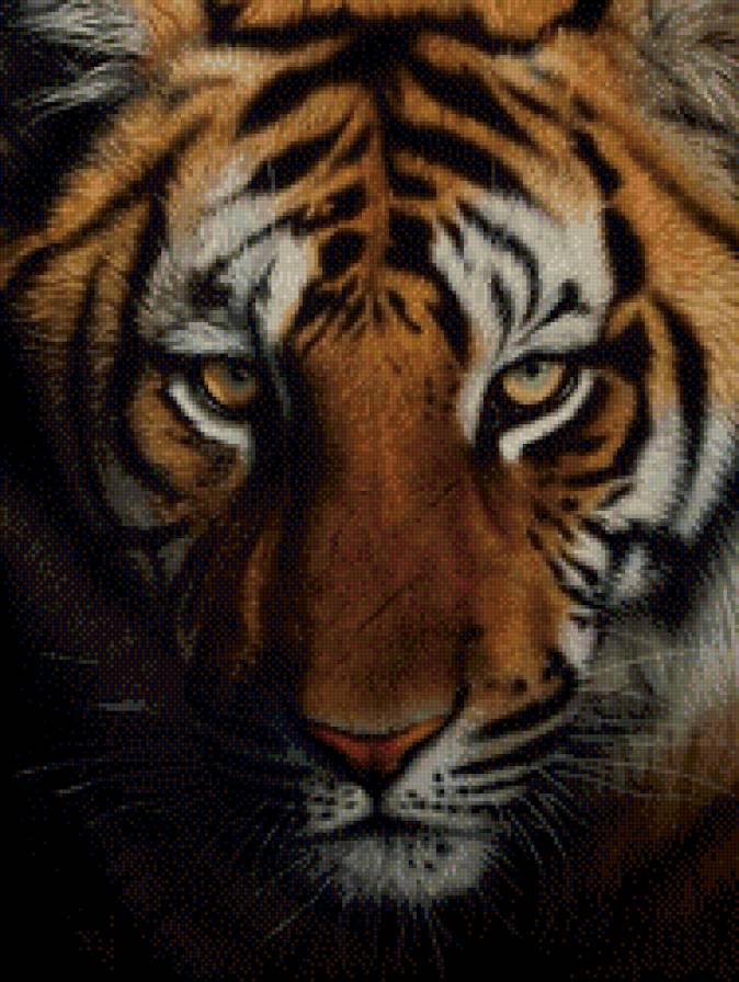 Тигр - дикие кошки, хищники - предпросмотр