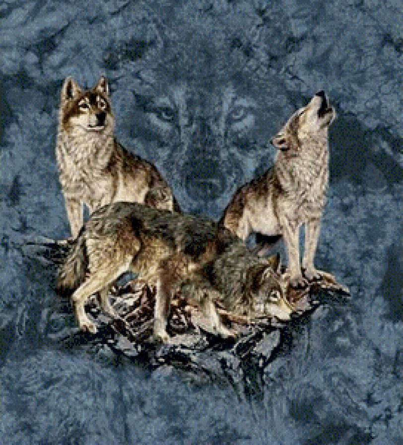 Волки - животные, волк - предпросмотр