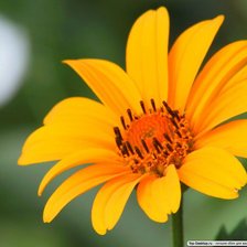 Схема вышивки «цветок»