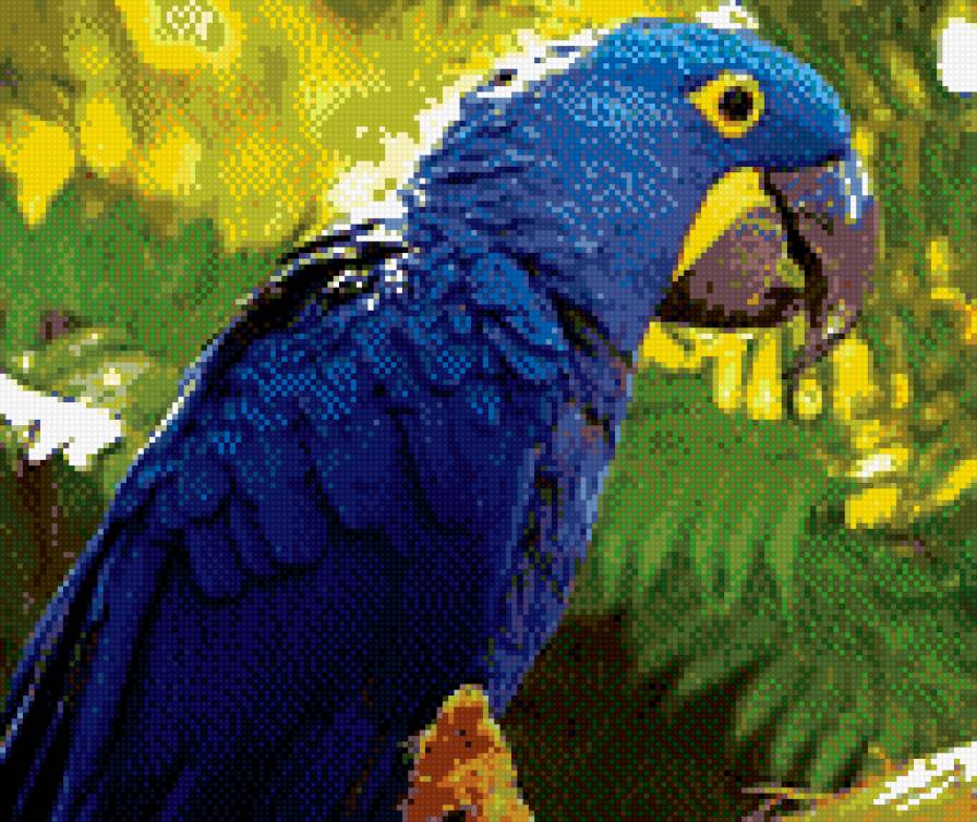 гиацинтовый ара - предпросмотр