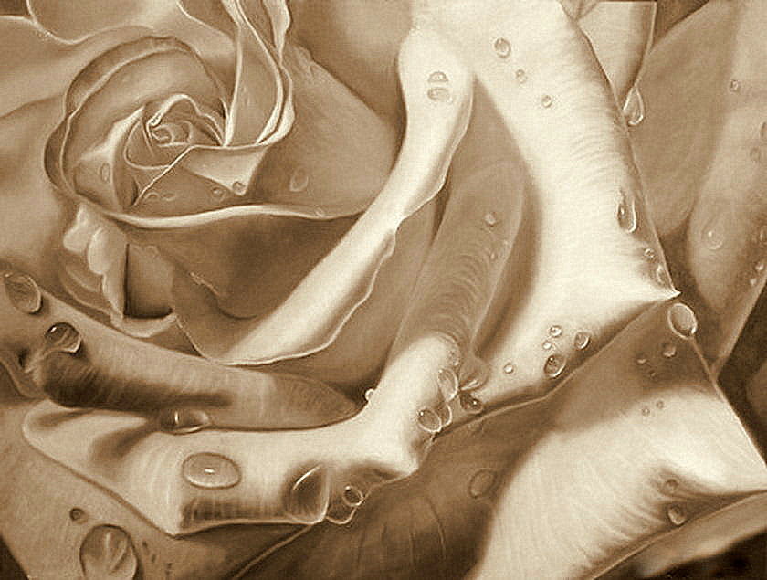 Роза в росе - сепия, цветы, розы, монохром - оригинал