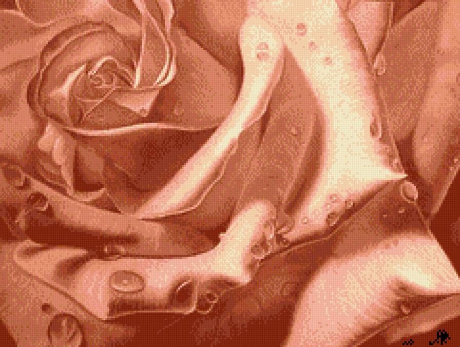 Роза в росе - цветы, розы, роса - предпросмотр