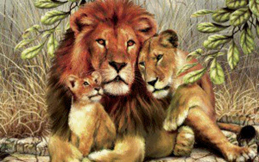 Львиное  семейство - лев, львы, семейство, семья, животные - предпросмотр