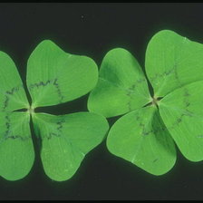 Схема вышивки «Клевер»