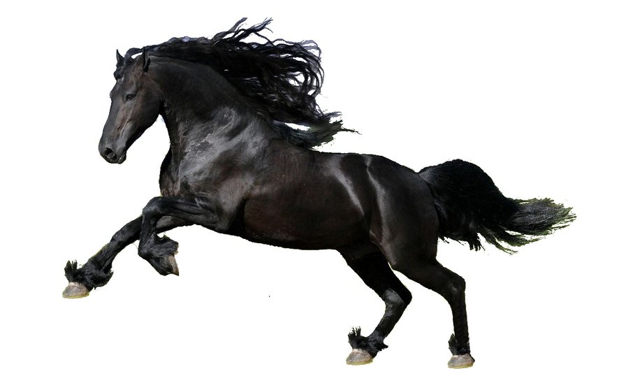 Лошадь - оригинал