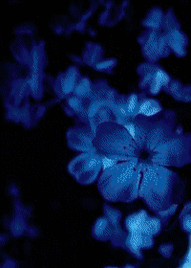 синие цветы - цветы - предпросмотр