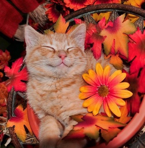 Котенок - животные, коты - оригинал