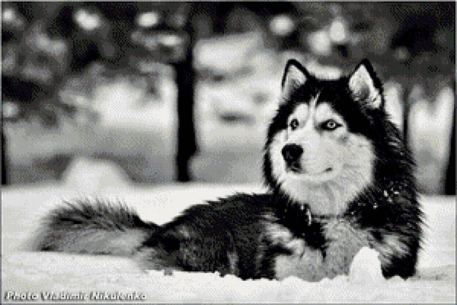 Хаски-Лекс - предпросмотр