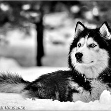 Схема вышивки «Хаски-Лекс»