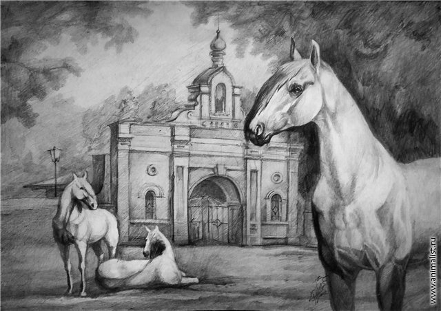 красивые лошади (подборка) - монохром, лошадь, год лошади, кони, пейзаж - оригинал