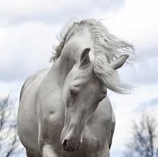 красивые лошади (подборка) - лошадь, кони, год лошади, животные - оригинал