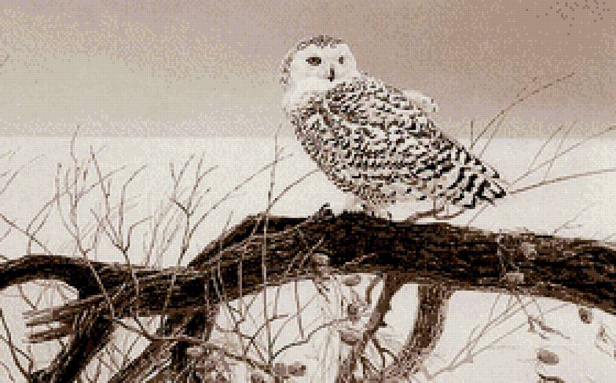 Зоркий взгляд - зима, птицы, сова, монохром - предпросмотр