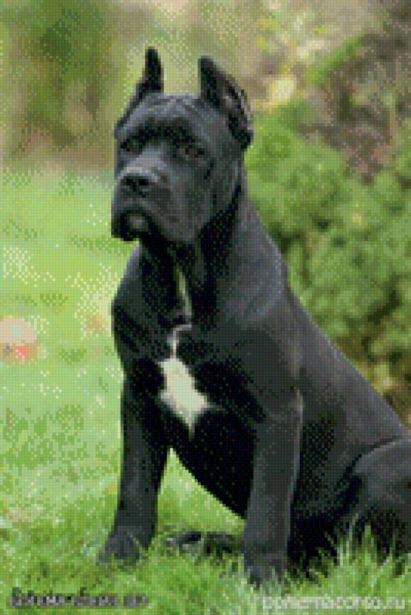 кане корсо - предпросмотр