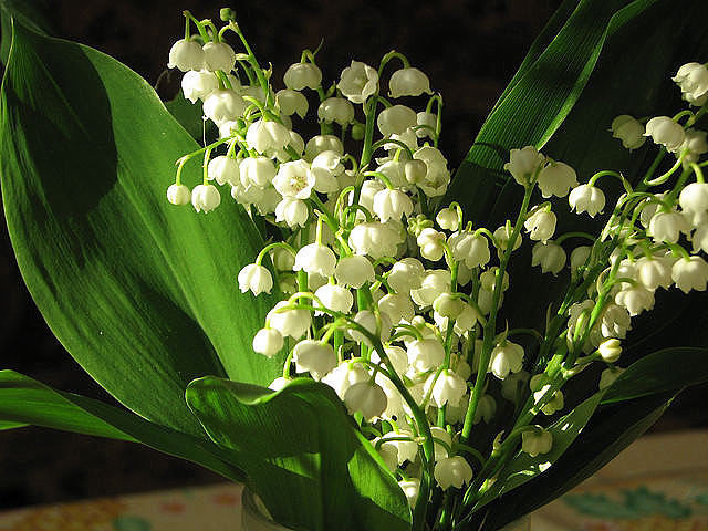 №529985 - оригинал