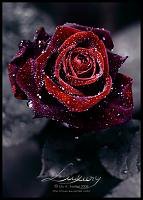 Схема вышивки «Роза»