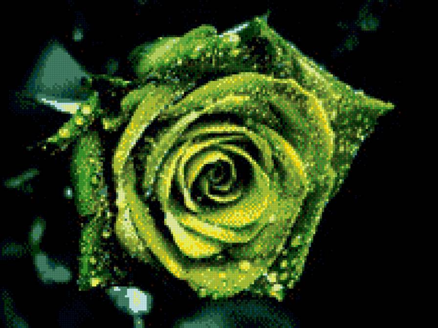 Зеленая роза - предпросмотр