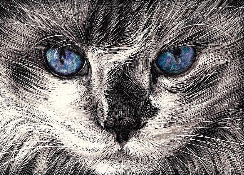 Синеглазка - мордочка, взгляд, кошки, животные, глаза - оригинал