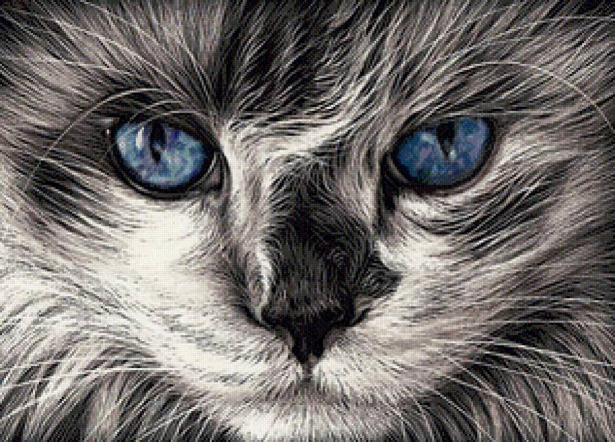Синеглазка - кошки, животные, глаза, взгляд, мордочка - предпросмотр
