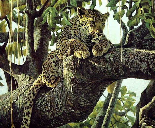 Леопард - хищники, дикие кошки - оригинал