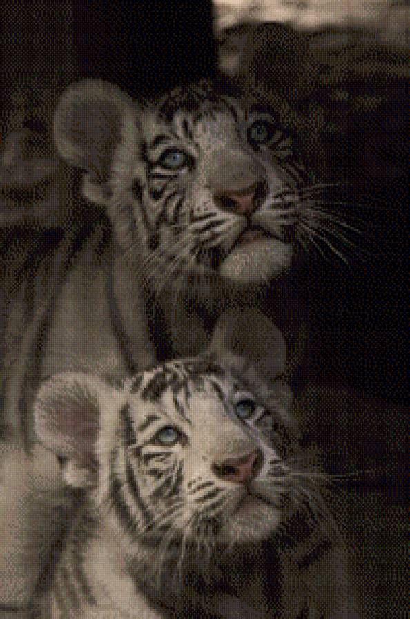 Тигрята - дикие кошки, хищники - предпросмотр